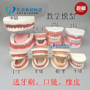 口腔儿童模型牙科标准牙模型牙齿模型牙模教学假牙幼儿园刷牙练习