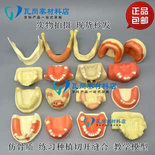 口腔种植练习模型 打孔栽钉种植实操 上颌窦提升下颌骨种植练习