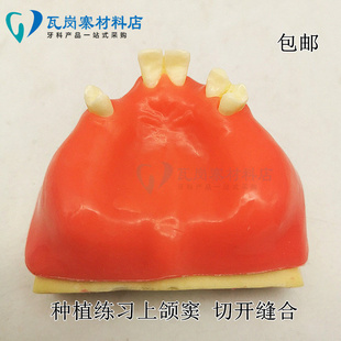 牙科 口腔种植练习上颌窦模型 防骨质软牙龈练习切开缝合2014包邮