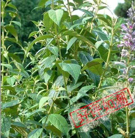 新鲜深山醉鱼草灵草闭鱼花痒见消鱼尾草500g推荐其他药食同源食品