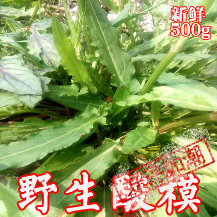 深山新鲜酸模山野菠菜酸溜溜棵水牛舌头田鸡脚掌柜推荐安徽农产品