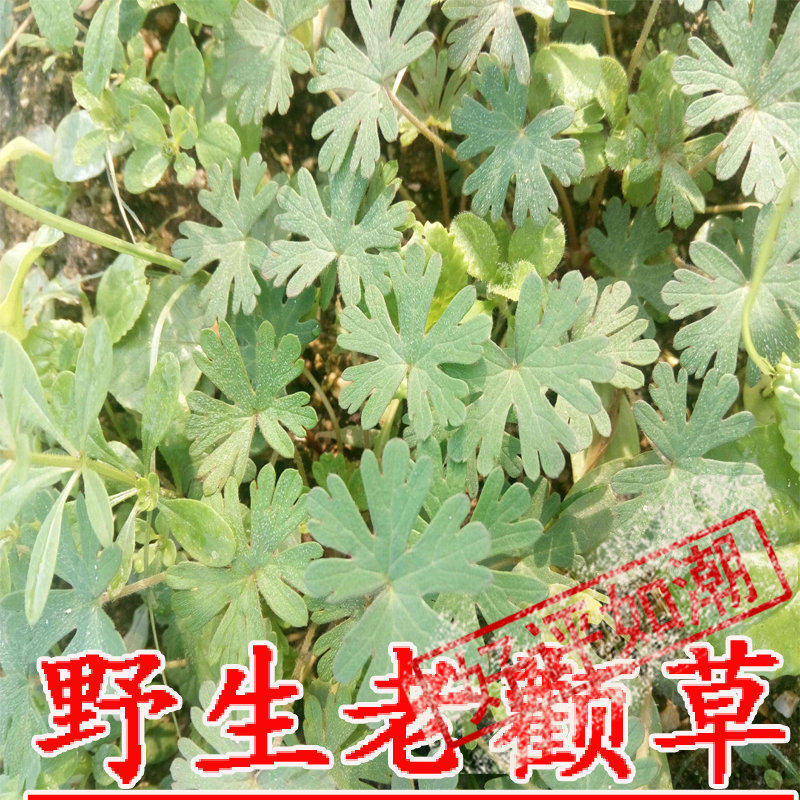 24农夫巴巴深山中草药老鹳草鸦嘴老贯牛筋老观草干货500g推荐