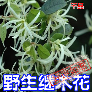 深山野生中药材继木花檵木鱼骨柴 继树满山白刺花干品25g掌柜推荐