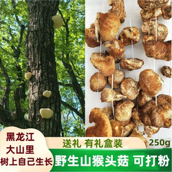 东北黑龙江猴头菇干货菌菇山猴头野生蘑菇野山菌猴头菇粉可装礼盒