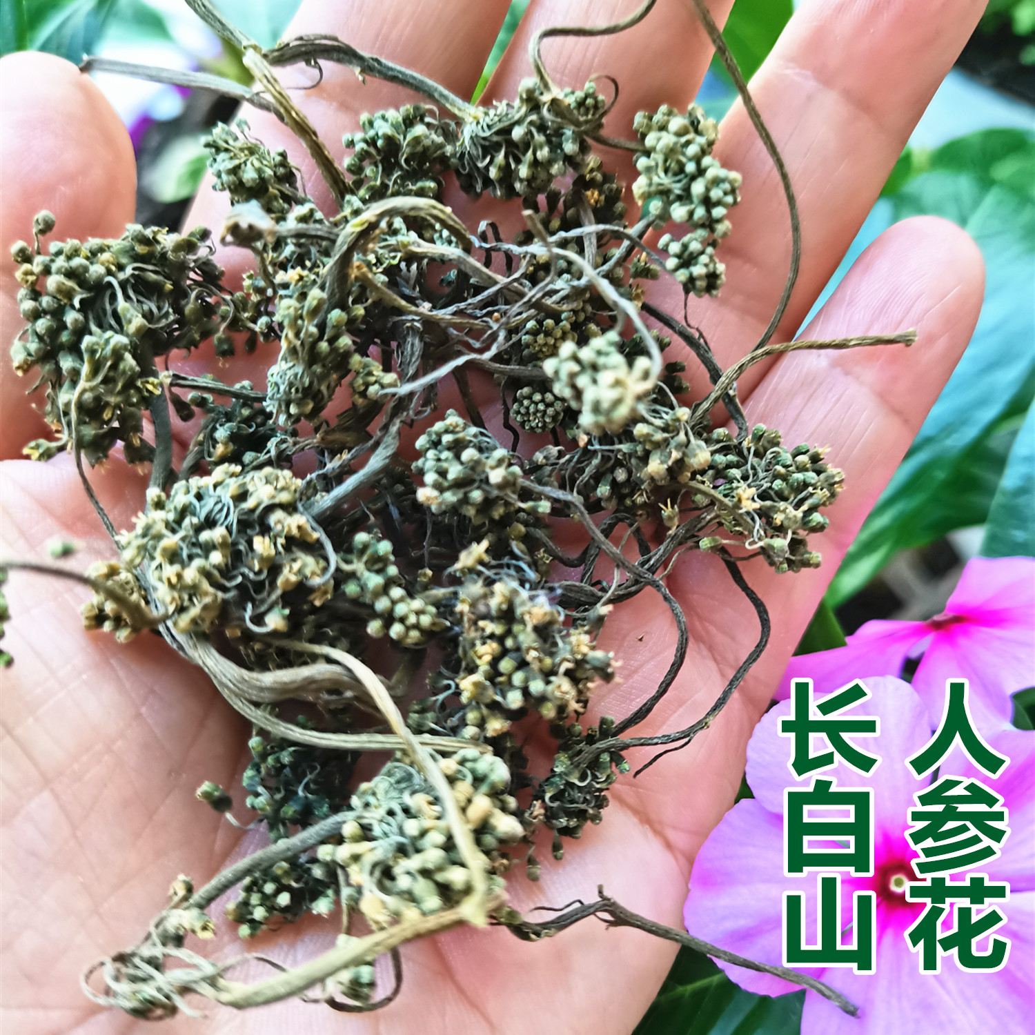 东北长白山人参花 吉林人参大花蕾 新货晒干泡茶100g 干人参花