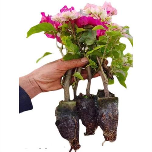 24元3棵各色三角梅盆栽四季开