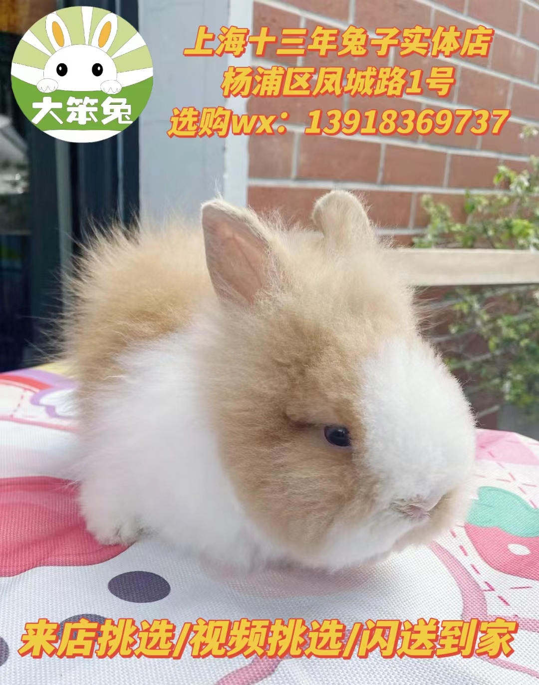 纯种宠物猫猫兔盖脸猫猫兔垂耳兔活体宝宝 上海同城交易