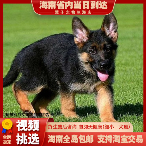 纯种德国牧羊犬幼犬活体狼狗警犬幼崽锤系黑背犬弓背德牧幼犬狗狗