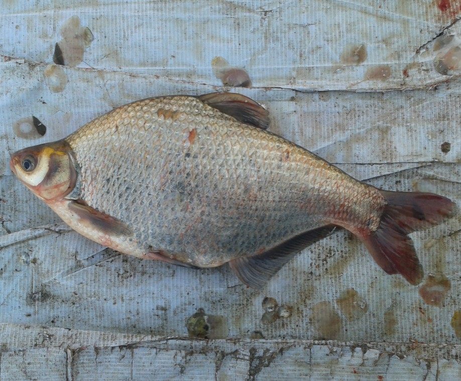 北京平谷水库鱼鲜鱼武昌鱼鳊鱼方鱼3斤起现捞现发货