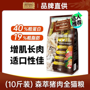 西班牙个月NG恩猫幼崽、宠物猫、小猫活物、幼猫、猫咪活物