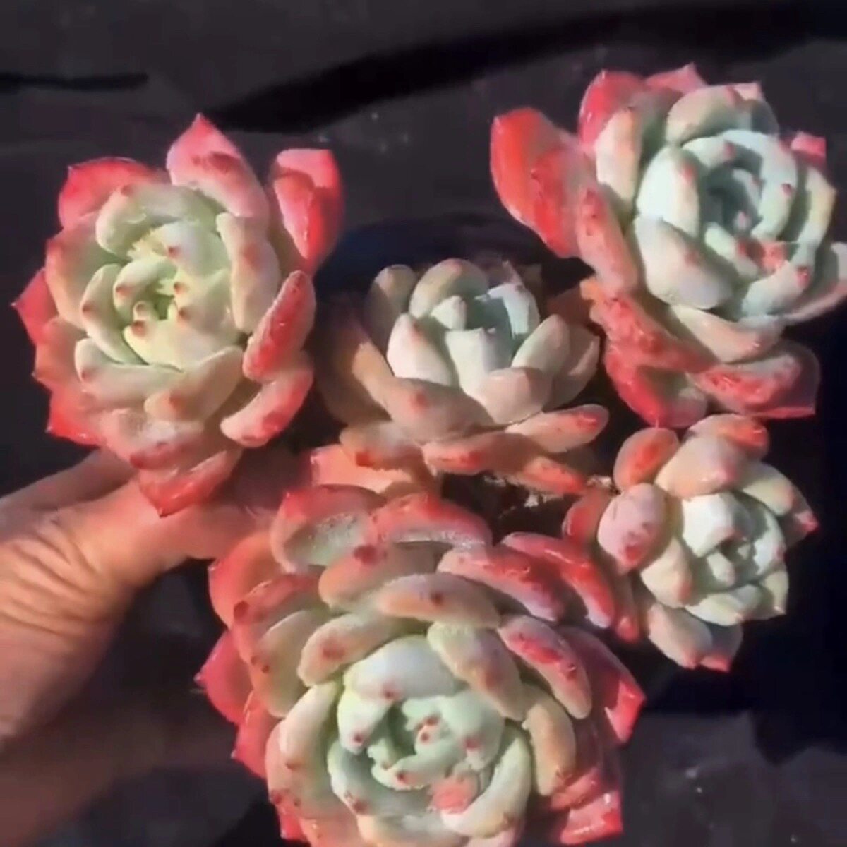 梦露杂交劳尔正版望舒多肉植物精控多肉冷香群生多头韩货群生贵货