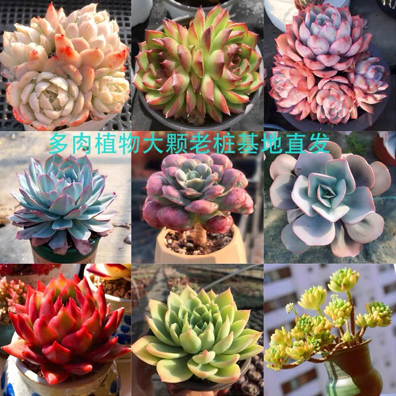 群生多头多肉植物云南包邮直播爆款新手好养单头包子多肉基地直发