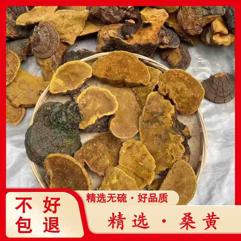 云南正品桑黄整片散装灵芝正品桑树桑黄煮水纯天然可切片新品