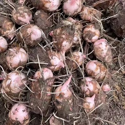 浙江金华新鲜红芽芋头农家自种红嘴小毛芋香芋艿软糯粉粘现挖现发