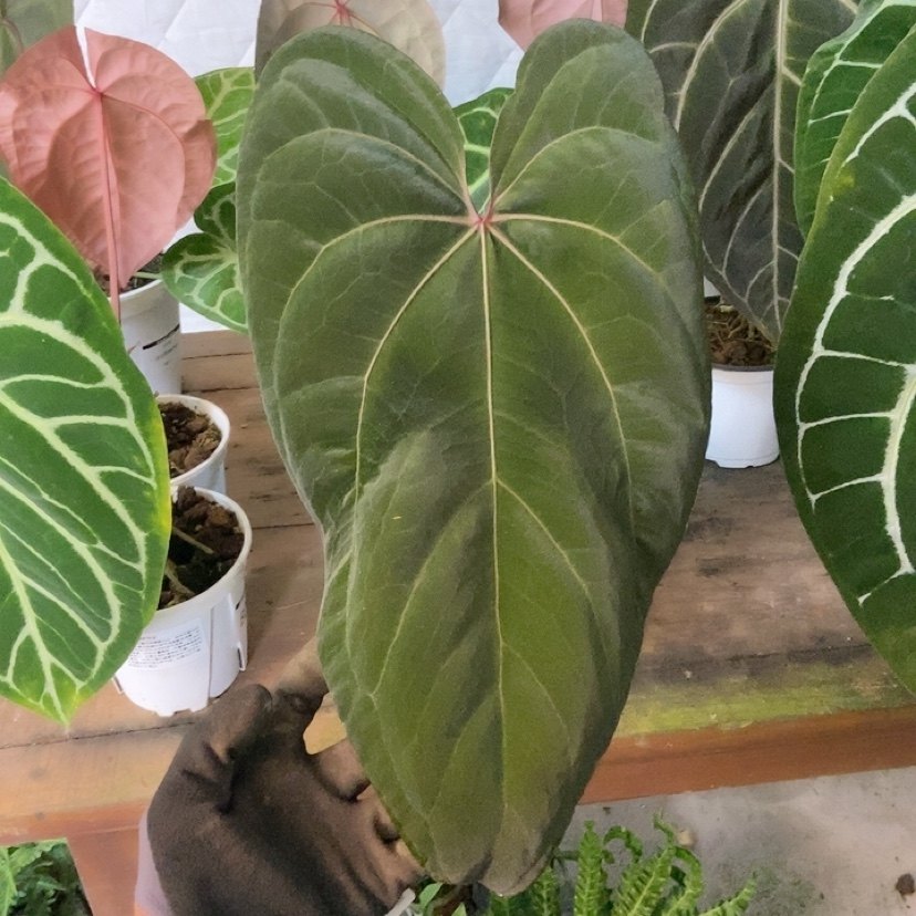 杂交花烛 B078 自繁 精选室内绿植盆栽 热植,鲜花速递/花卉仿真/绿植园艺,花烛,淘宝优惠券,粉丝福利购,淘宝优惠卷