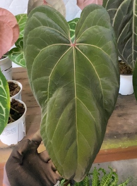 杂交花烛 B078 自繁 精选室内绿植盆栽 热植