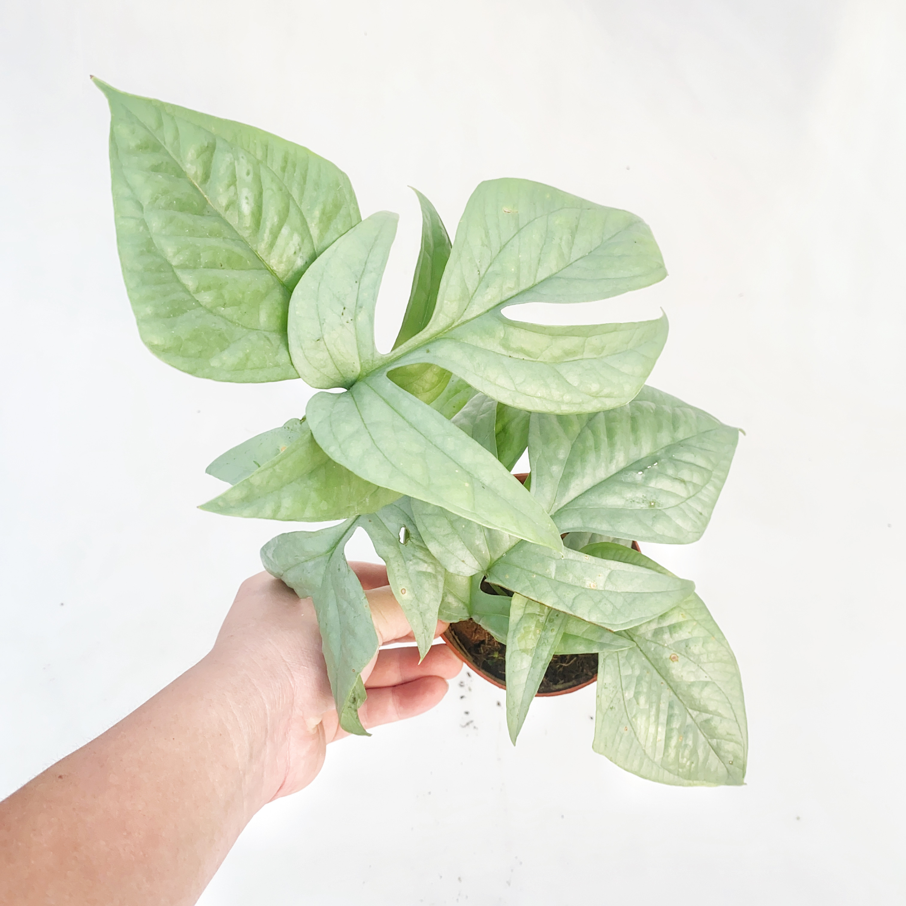 蓝网纹龟背背竹  室内观叶绿植盆,鲜花速递/花卉仿真/绿植园艺,锦化龟背竹,淘宝优惠券,粉丝福利购,淘宝优惠卷