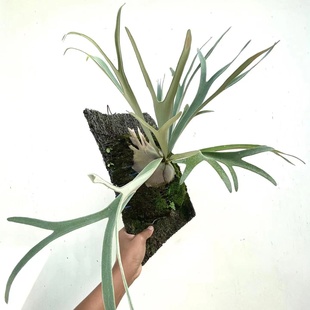 直播间精选 veitchii 银鹿鹿角蕨 Platycerium