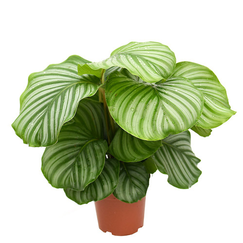 青苹果竹芋  室内喜阴绿植盆栽