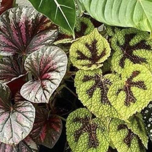 富士山锦 秋海棠 若慕植馆  ins风网红室内植物