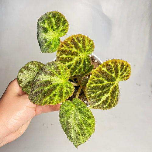 原种帝王秋海棠 / 绿丝绒  Bengonia  imperialis 直播间精选