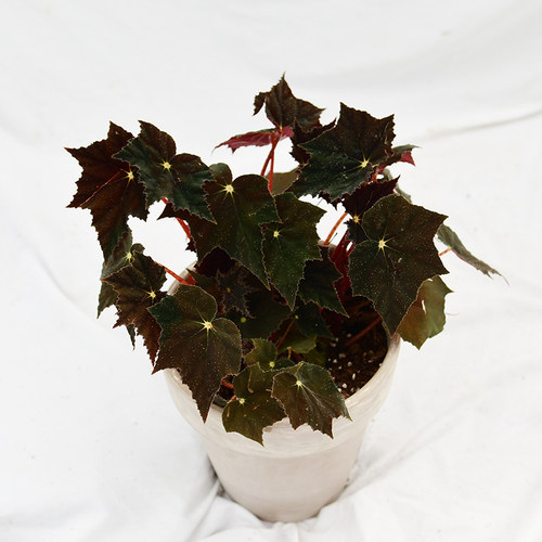 黑天鹅绒秋海棠  Begonia 'Black Vevet'   网红室内绿植盆栽