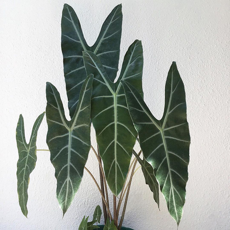 银脉箭叶海芋  Alocasia longiloba  室内大型海芋盆栽绿植 直播图片