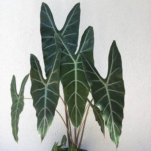 银脉箭叶海芋  Alocasia longiloba  室内大型海芋盆栽绿植 直播
