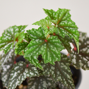 出云秋海棠   Begonia  室内绿植盆栽