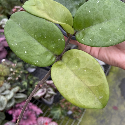 红苹果球兰   室内绿植盆栽