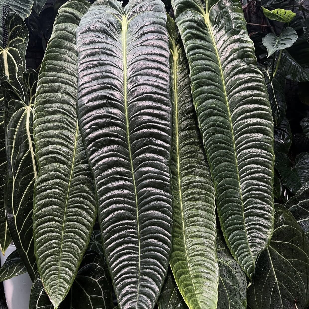 密纹火鹤王花烛 Anthurium veitchii  精选室内绿植盆栽 热植