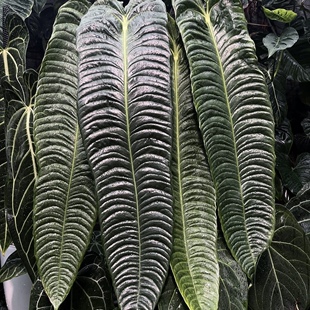 密纹火鹤王花烛 Anthurium veitchii  精选室内绿植盆栽 热植