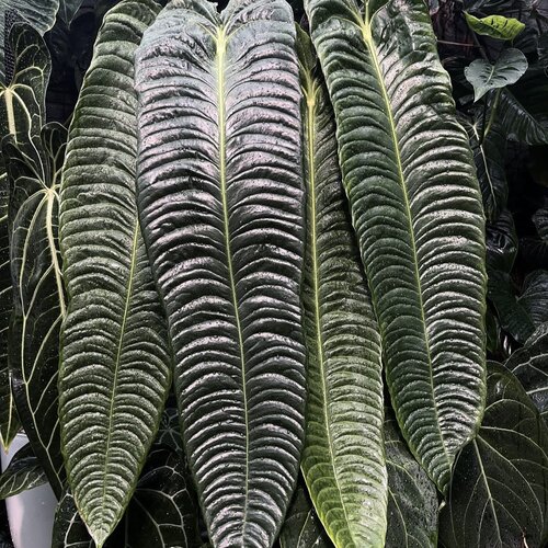 密纹火鹤王花烛 Anthurium veitchii  精选室内绿植盆栽 热植