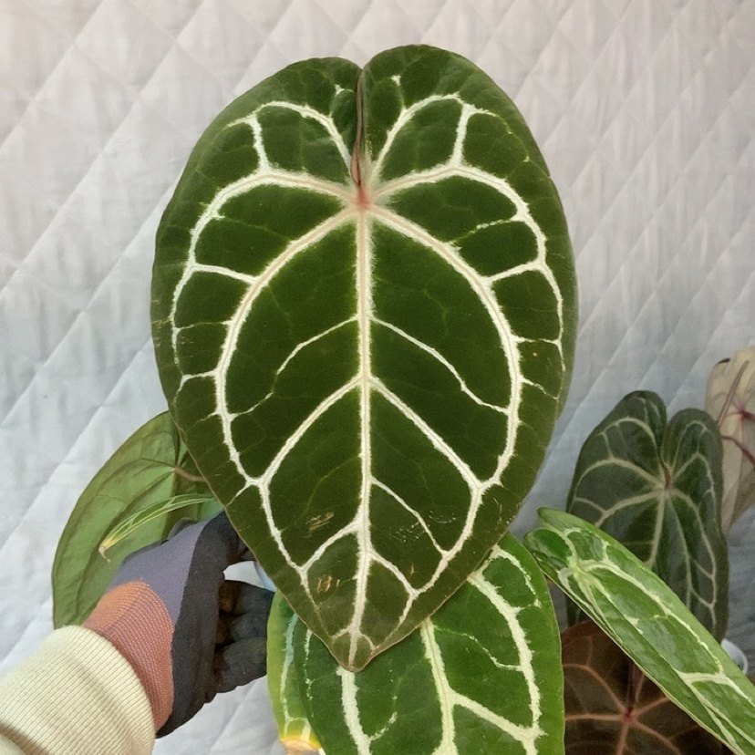 杂交花烛 B074 精选室内绿植盆栽 热植,鲜花速递/花卉仿真/绿植园艺,花烛,淘宝优惠券,粉丝福利购,淘宝优惠卷