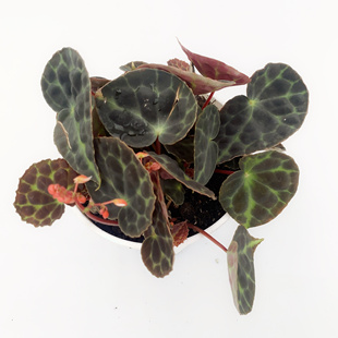 董里府秋海棠 begonia sp trang 室内绿植盆栽