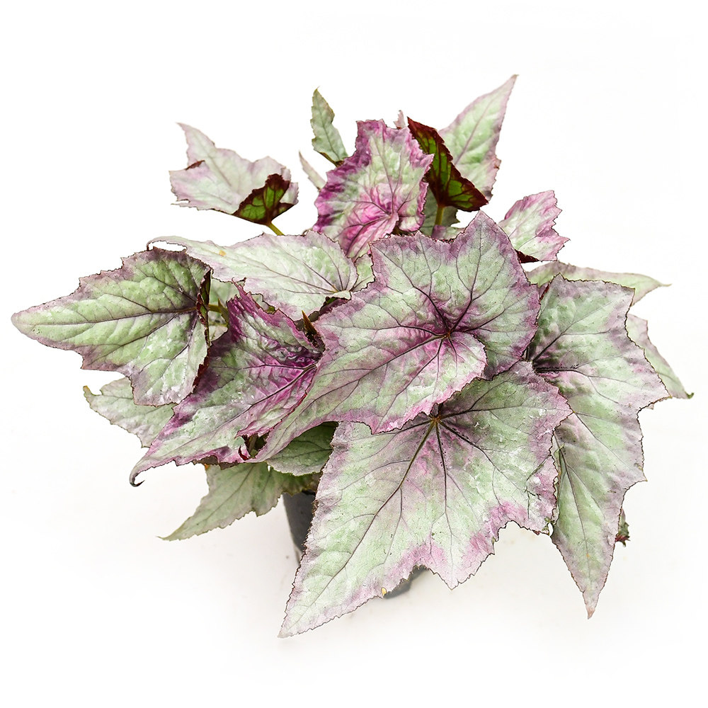 微醺秋海棠 网红室内观叶绿植 直播间精选,鲜花速递/花卉仿真/绿植园艺,秋海棠,淘宝优惠券,粉丝福利购,淘宝优惠卷