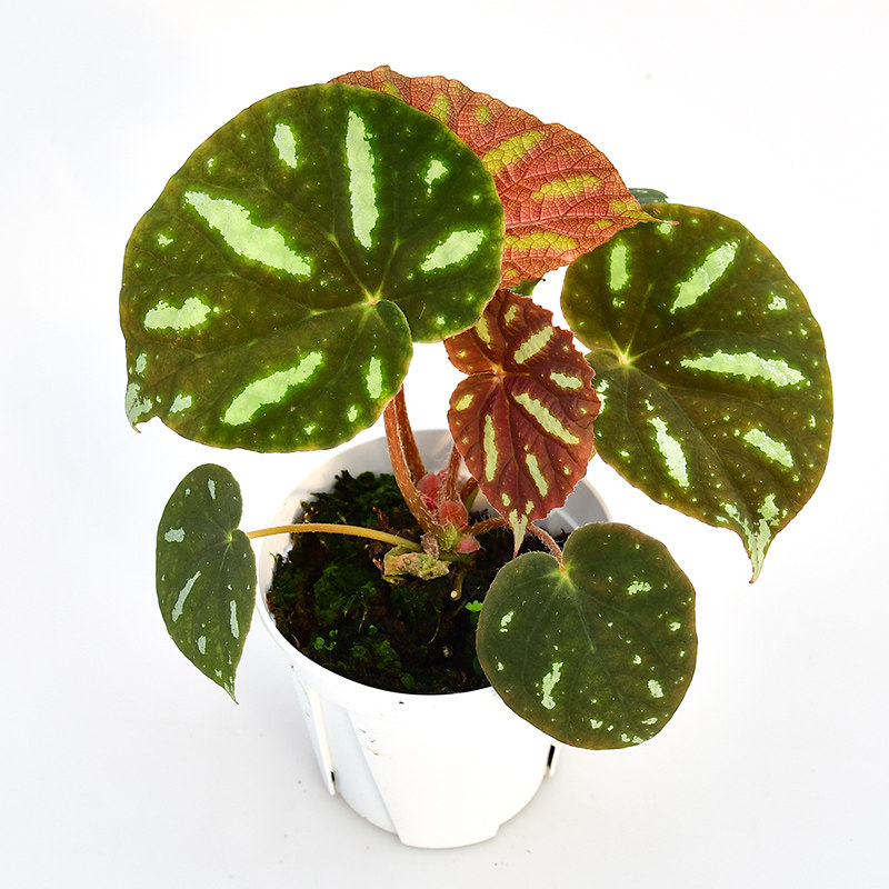 北越秋海棠 网红室内观叶绿植 直播间精选,鲜花速递/花卉仿真/绿植园艺,绿植,淘宝优惠券,粉丝福利购,淘宝优惠卷