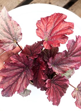 cancan 肯肯秋海棠   室内迷你绿植盆栽  直播间精选一物一拍