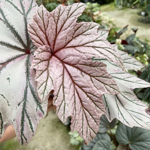 月见樱    秋海棠  网红室内绿植盆栽 直播间
