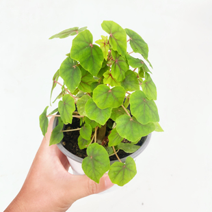 原种开普敦秋海棠  直播间 一物一拍 室内绿植盆栽