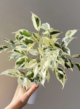 白锦星光垂榕  Ficus Benjamina variegata 精品室内户外绿植盆栽