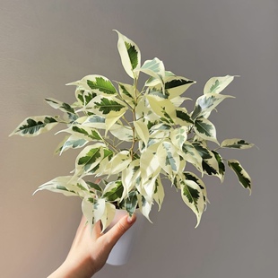 白锦星光垂榕  Ficus Benjamina variegata 精品室内户外绿植盆栽