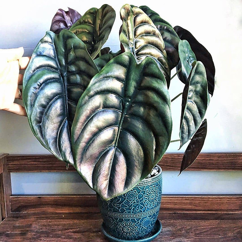 铜叶海芋海芋客厅阳台