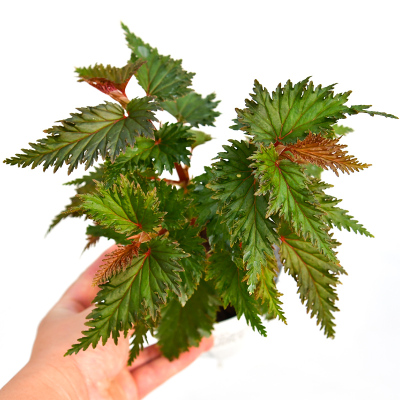 齿瓣秋海棠    Begonia serratipetala 齿瓣 网红室内绿植盆