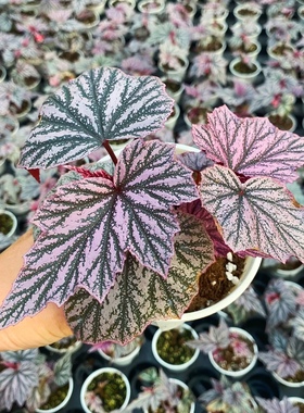 粉红貂秋海棠  Begonia ‘pink minx ’室内绿植盆栽