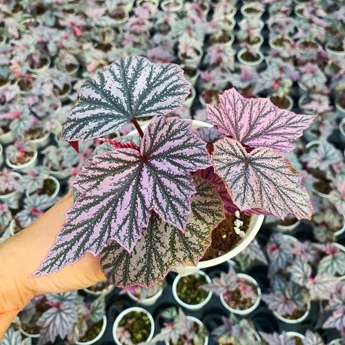 粉红貂秋海棠  Begonia ‘pink minx ’室内绿植盆栽