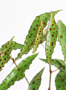 秋刀鱼秋海棠 begonia amphioxus  若慕 网红 室内绿植盆栽花卉
