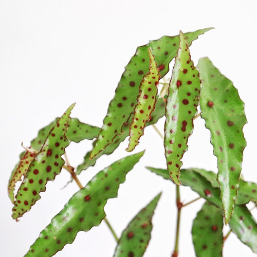秋刀鱼秋海棠 begonia amphioxus  若慕 网红 室内绿植盆栽花卉