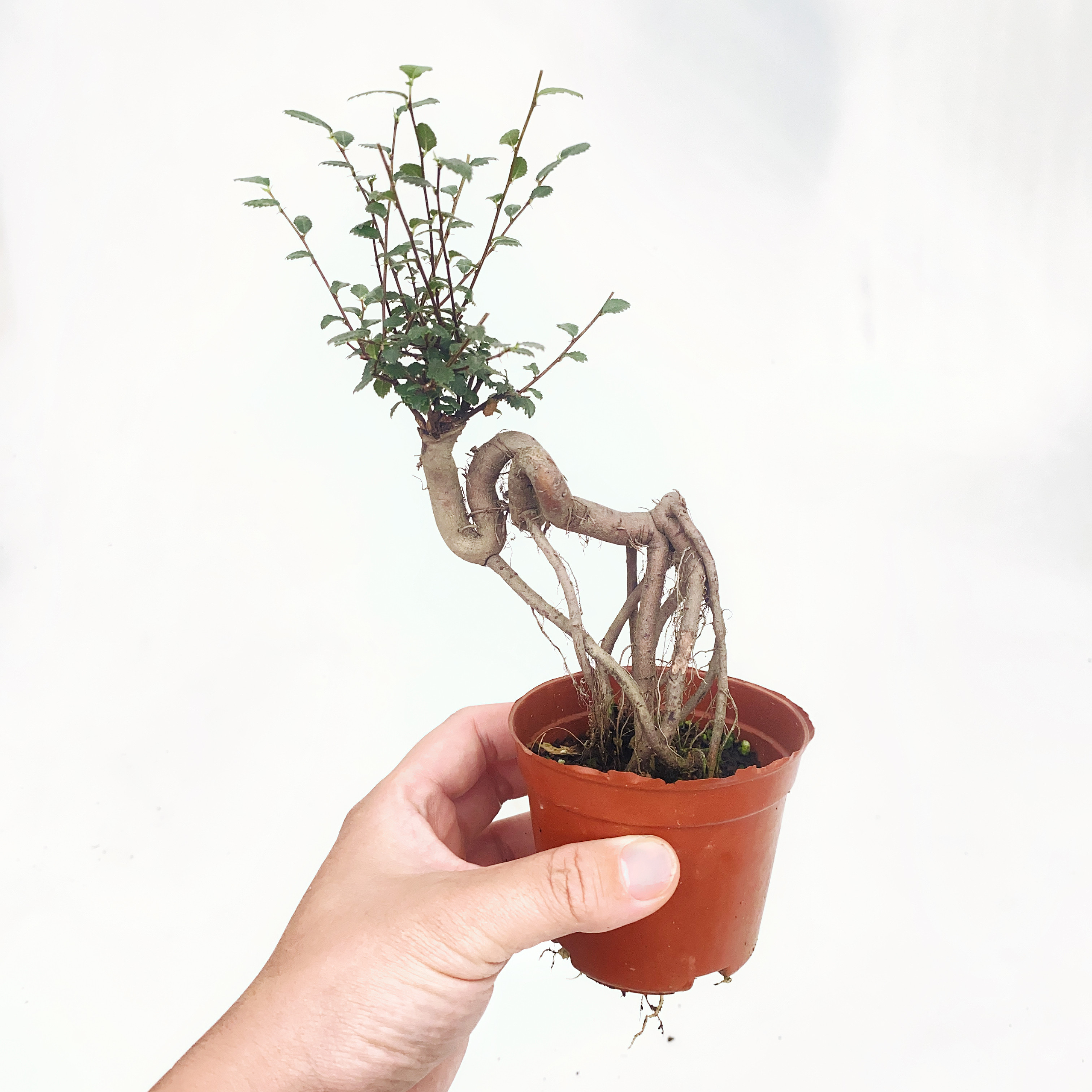 骆驼榆 中式造型盆景微景观  榆树盆栽 直播间精选