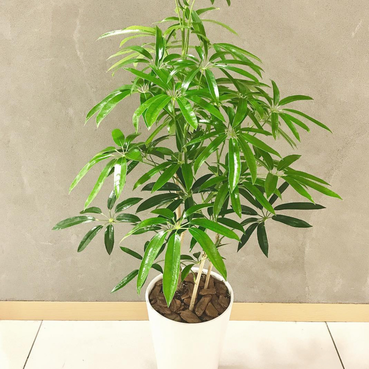 夏威夷鹅掌柴细叶伞树室内绿植